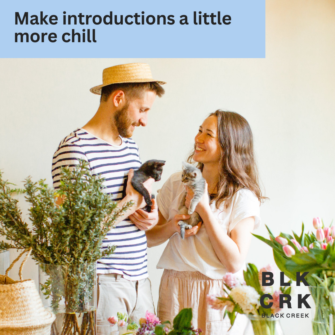 Two people smiling at each other introduce two kittens to each other by holding them next to each other. The caption says "make introductions a little more chill." The Black Creek CBD logo is at the bottom.