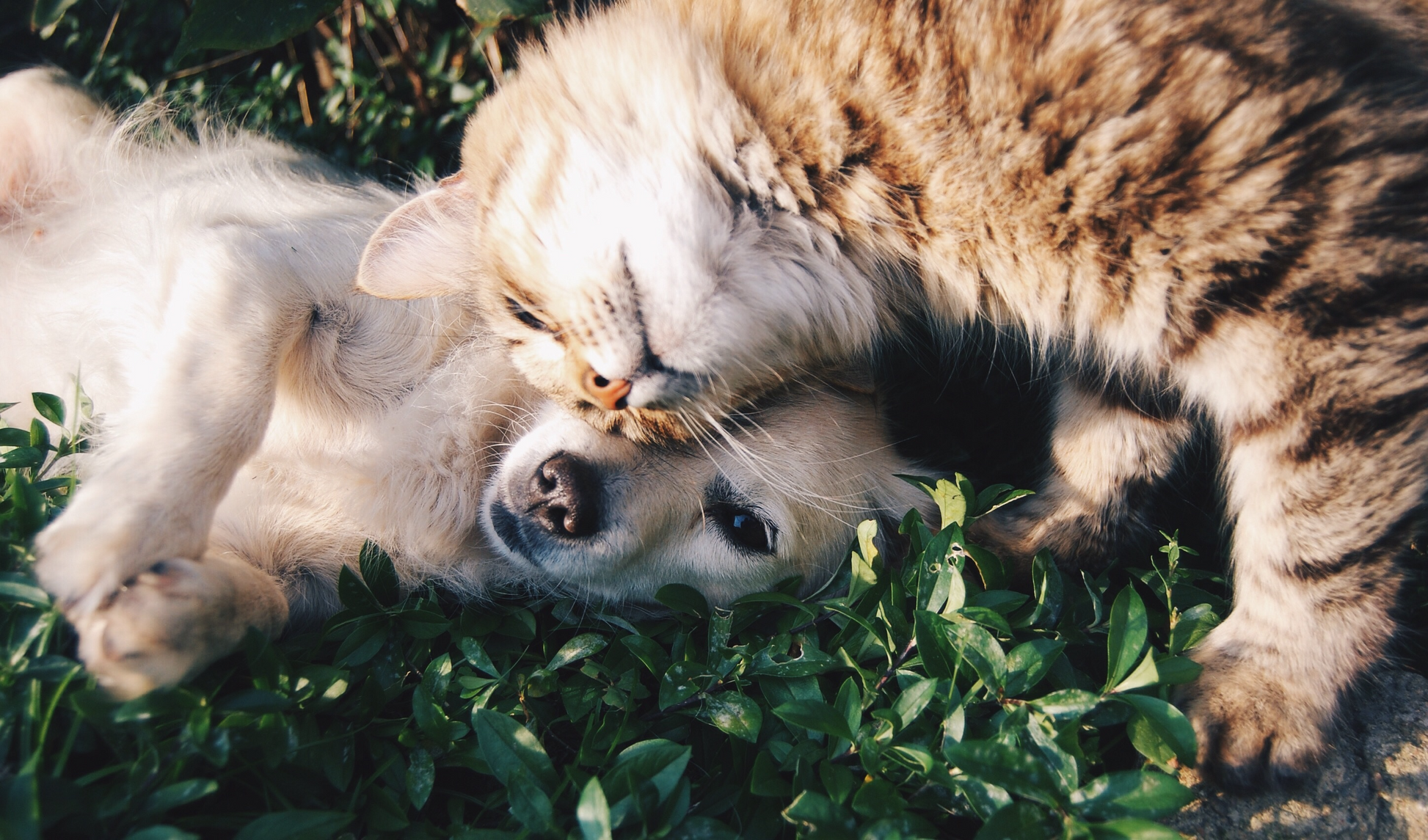 A dog and a cat snuggle on a leafy surface