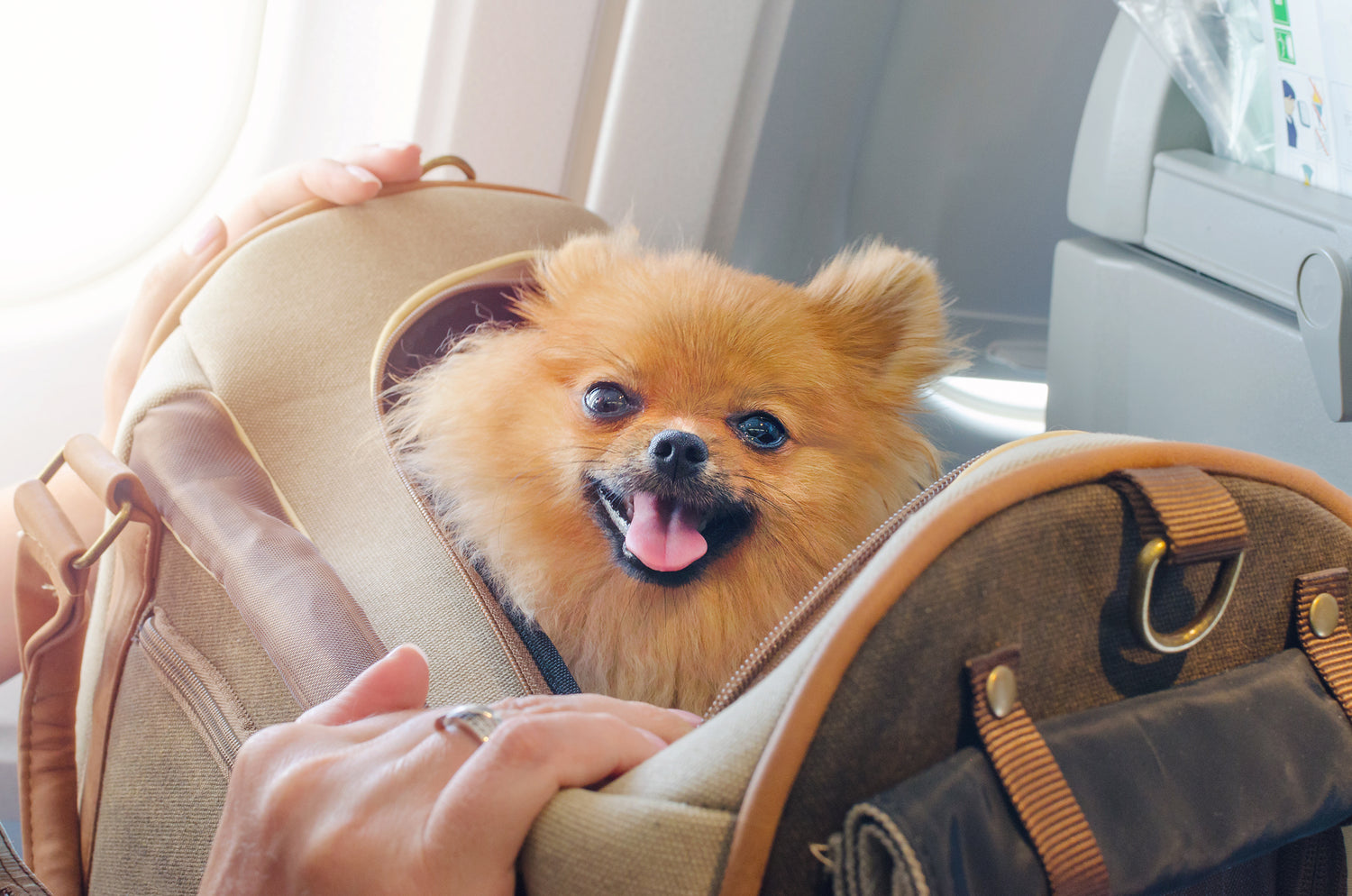 An excited pup sits in a travel bag in its owners' lap on an airplane ride, representing the Black Creek CBD Calming Pet Tincture